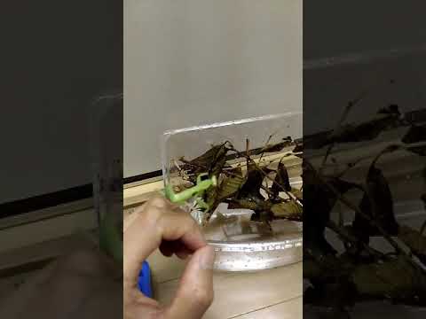 虫かごに帰るカマキリ カマキリ飼育中 Youtube