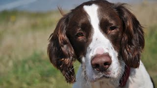 The Benefits of English Springer Spaniels for Individuals with PTSD