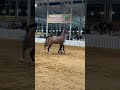Reels Horse Arabianhorse Horses Of Instagram Horselover خيول عربية Animal Compilation