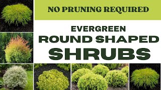 Naturally ROUND Shaped SHRUBS | Evergreen Shrubs For Landscape | Compact Shrubs For Landscape Design