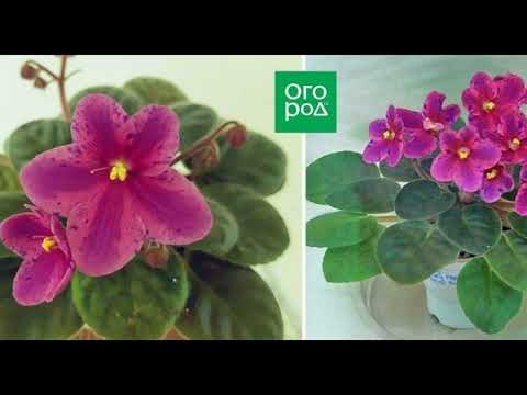 Фіалки химери сорти особливості догляд розмноження