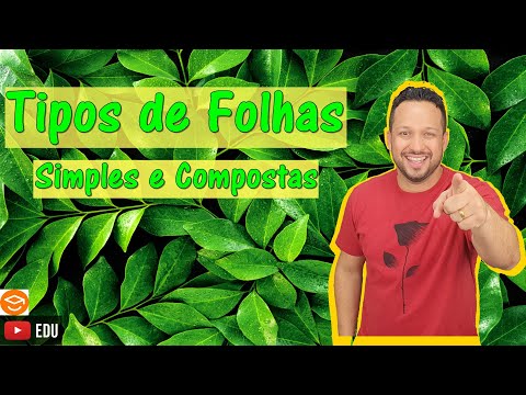 Folhas Simples e Folhas Compostas - Tipos de Folhas - Botânica