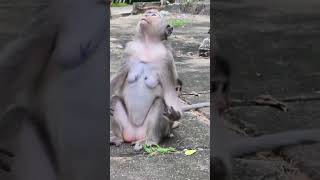 A little baby monkey playing happy and funny 095 #shorts