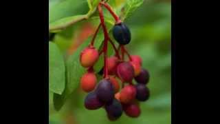 Indian Plum Health Benefits