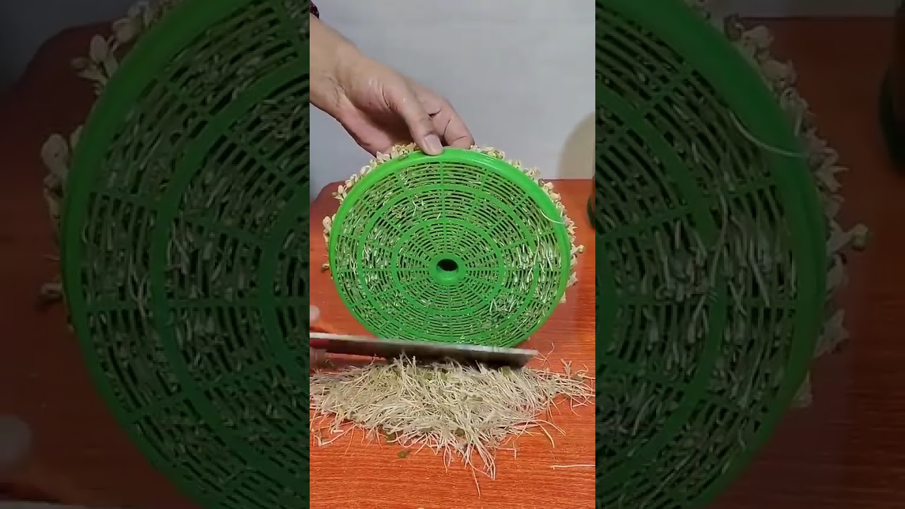 Chinese children are fed sprouted mung beans. || 