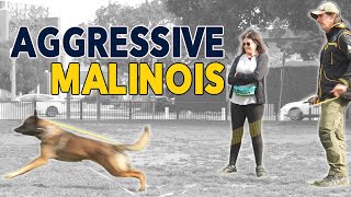 Aggressive Malinois tries to attack Dogs and Me