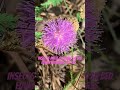 INSECTS MATE ON MIMOSA BED! Edwin Williams sci res. #youtubeshorts, #nature. @edwinwilliams7767