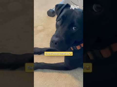 This dog is terrified of the cat! 😂 #shorts #funny #dog 1 This dog is terrified of the cat! 😂 #shorts #funny #dog