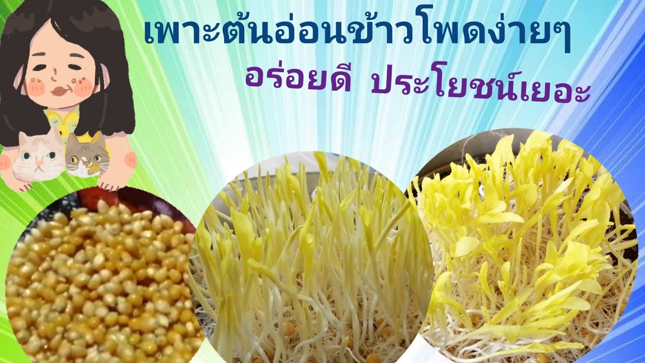 เพาะต้นอ่อนข้าวโพด How​ to​ grow​ micro green​ corn เพาะข้าวโพดต้นอ่อน​ง่ายๆ​ ประโยชน์มาก​คุณค่าสูง