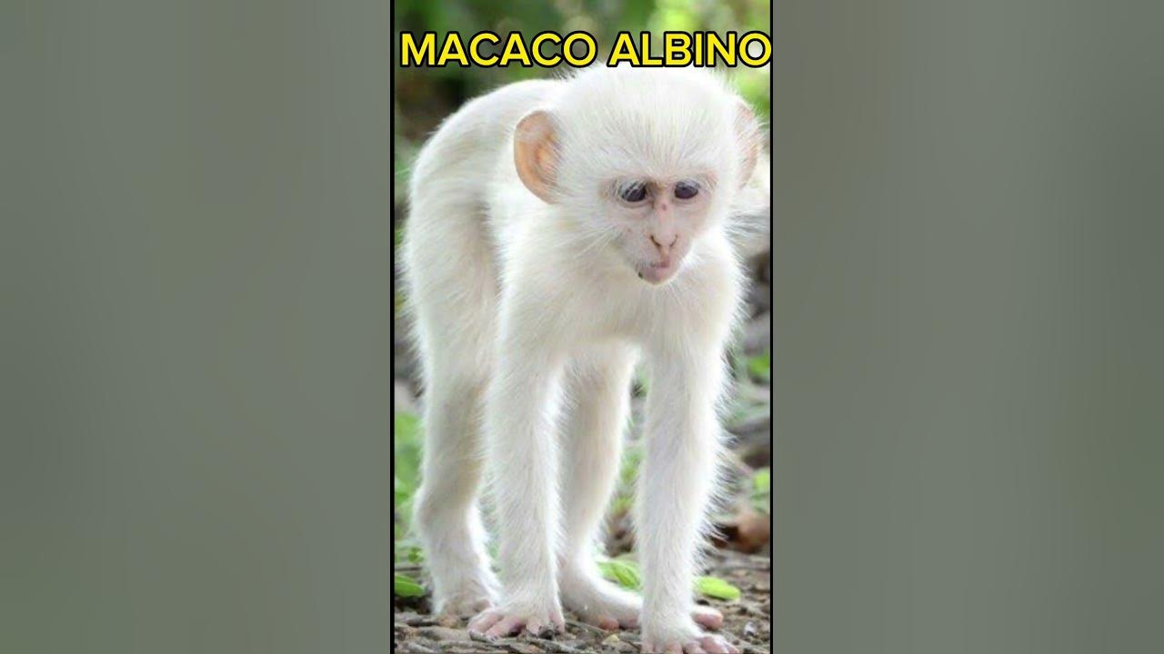 Macaco Albino 