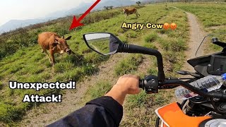 Rider was Attacked by a Cow 😰 Funny Cow Reaction 😂