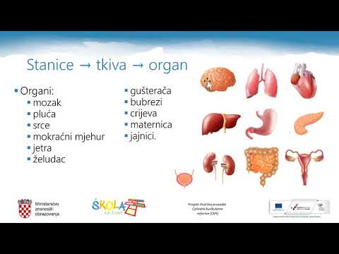 Priroda 6.r. - Organizacijske razine