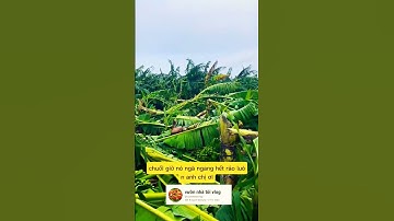 bão số 3 tàn phá đám chuối ảnh hưởng #videoviral