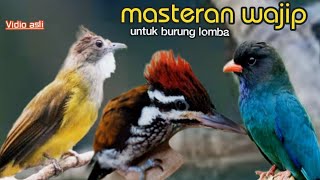 MASTERAN WAJIP UNTUK BURUNG LOMBA 16 TEMBAKAN DAN BESETAN DAHSYAT || c,jenggot vs pelatuk vs Tengkek