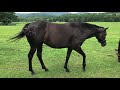 Horsefly アブ