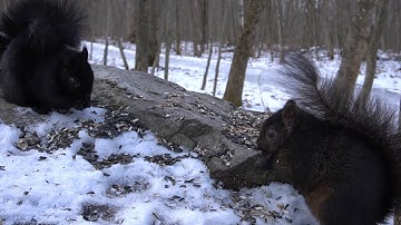 Squirrels and Birds in the Forest - 10 Hours - Feb 3, 2022