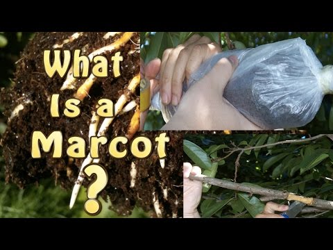 Video: Apakah maksud Marcotting?