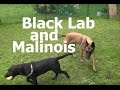 Black lab measures his forces with belgian malinois and others