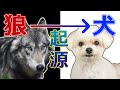 DNAから分かった狼から犬への進化【犬の起源】