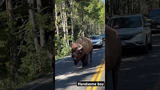 #usa #america #buffalo #bison #nationalpark #shorts #video #yellowstone #wyoming #montana #idaho