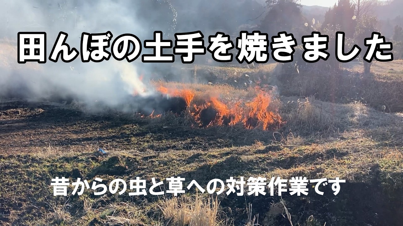 【阿蘇】【農業】阿蘇の伝統農法、田んぼの土手焼きを知っていますか？