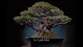 Story wa bonsai terbaru 2021