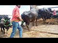 Buffalo loading on truck | buffalo loading video | Murra Bhains | animal transportation