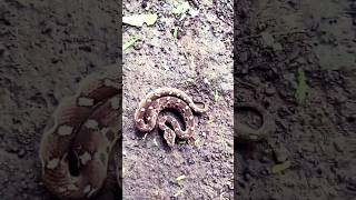 The fear that spreads like wildfire! #SnakeAttack #SnakeBite #WildlifeAttack