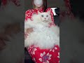 長毛猫の夏は想像以上に大変|夏支度へ|おしゃれサロンへ #ラグドール#猫のいる暮らし#長毛猫#猫の美容#わたあめ王子