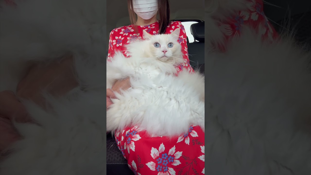 長毛猫の夏は想像以上に大変|夏支度へ|おしゃれサロンへ #ラグドール#猫のいる暮らし#長毛猫#猫の美容#わたあめ王子