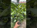 Vietnam Early Jackfruit Plant Call 9333227579 Shorts BTN Shorts