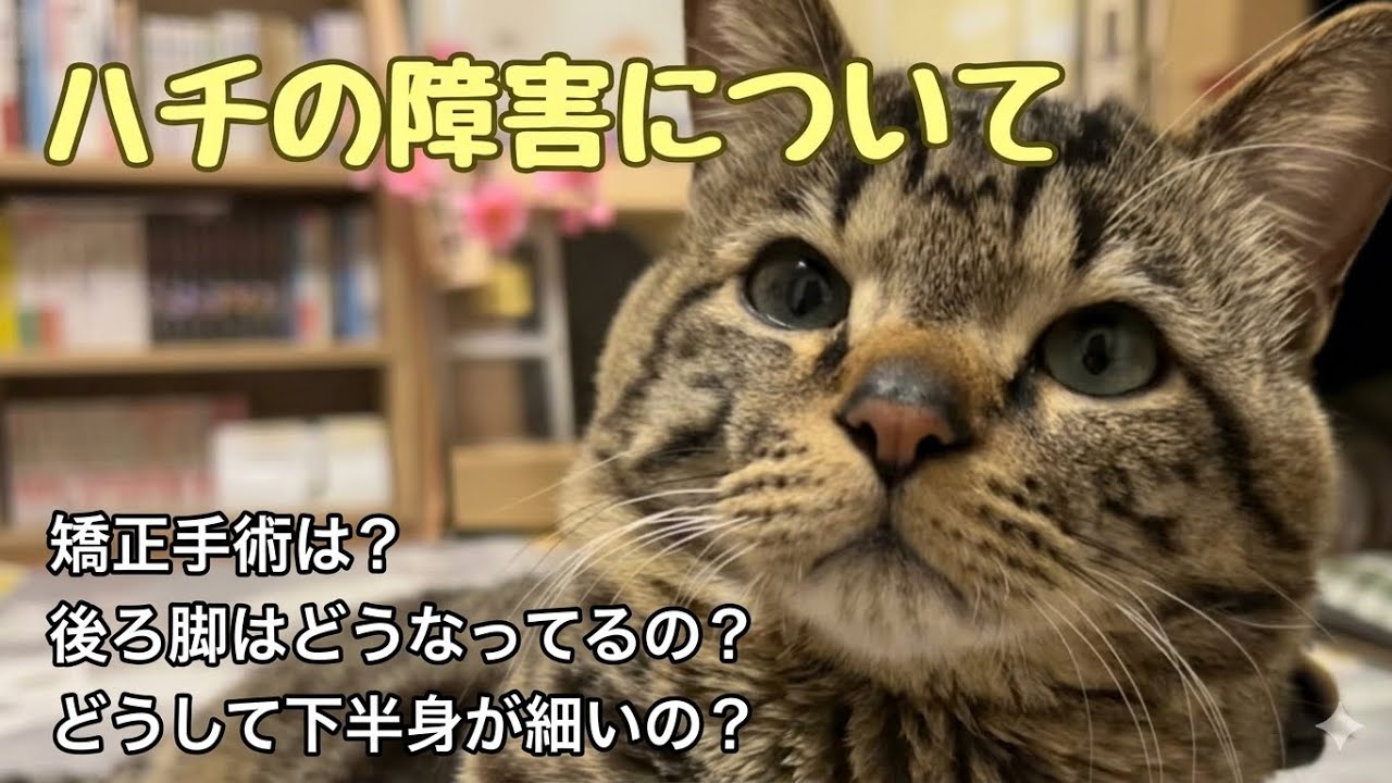 色々質問きていたのでお答えします