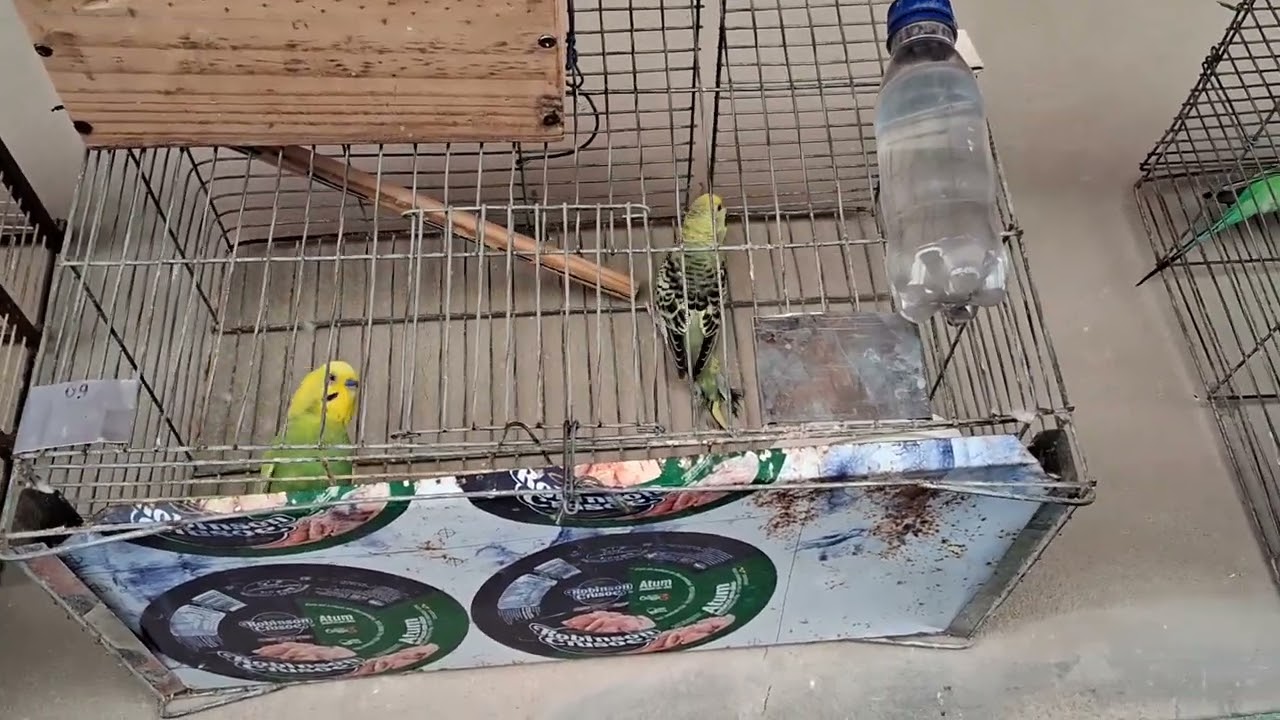 Mostrando as aves,Vendi os filhotes de periquitos 