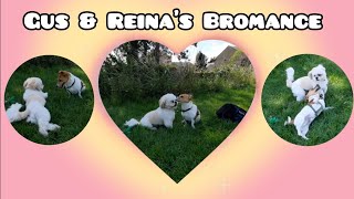 Jack Russell And Maltese Shih Tzu Puppy Make Friends 🐾 by Pawsonal Pet Care 65 views 8 months ago 3 minutes, 49 seconds