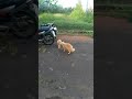 Innahu Min Sulaiman... (Kucing batal berkelahi mendengar Ayat ini)