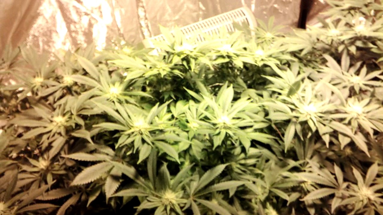 LED Vs HPS grow diary Week 4 Flower MIGRO 400 Vs 600W HPS
