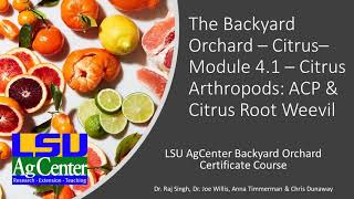 Citrus - Module 4.1 - Asian Citrus Psyllid  & Root Weevil