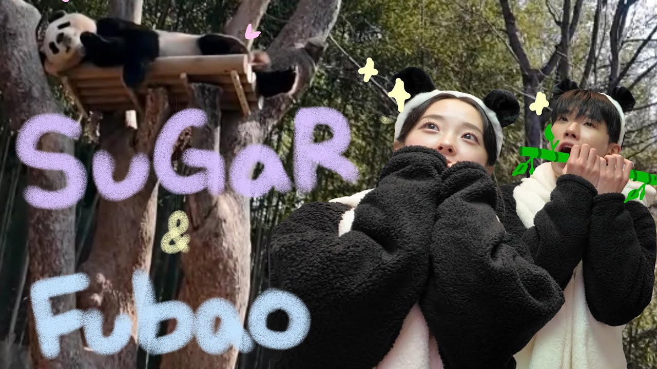 놀이공원 데이트 했던 날🐼🤍 (feat. 후디판다 입고 푸바오 보러 가기) | 슈가로그