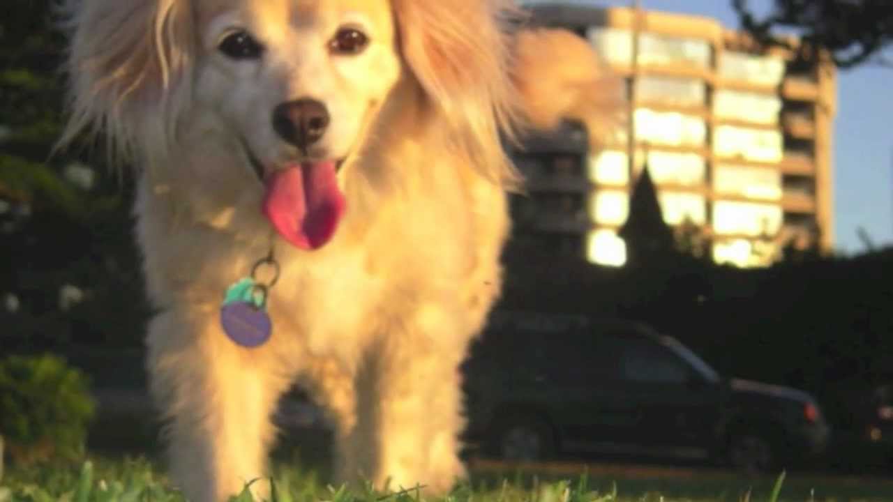 Daisy, the Movie Trailer YouTube