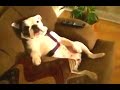 New Funny Bulldog Videos Compilation 2014