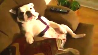 New Funny Bulldog Videos Compilation 2014