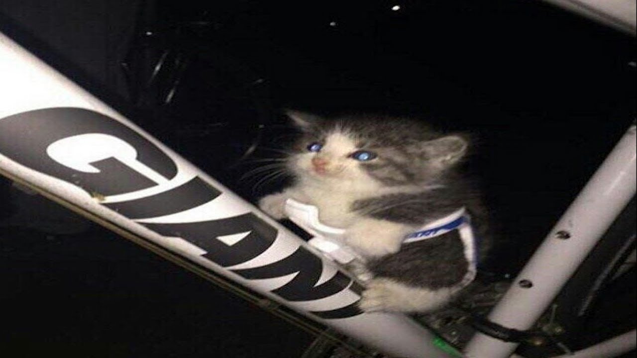 cats are malfunctioning