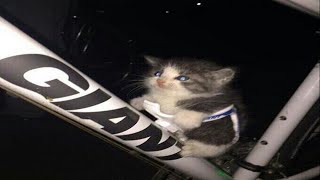 cats are malfunctioning