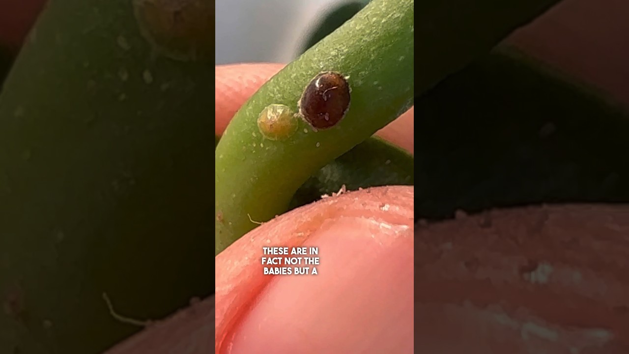 Scale and how I treat it ft @HousePlantJournal & good bugs from Entocare #scale #pest #plants