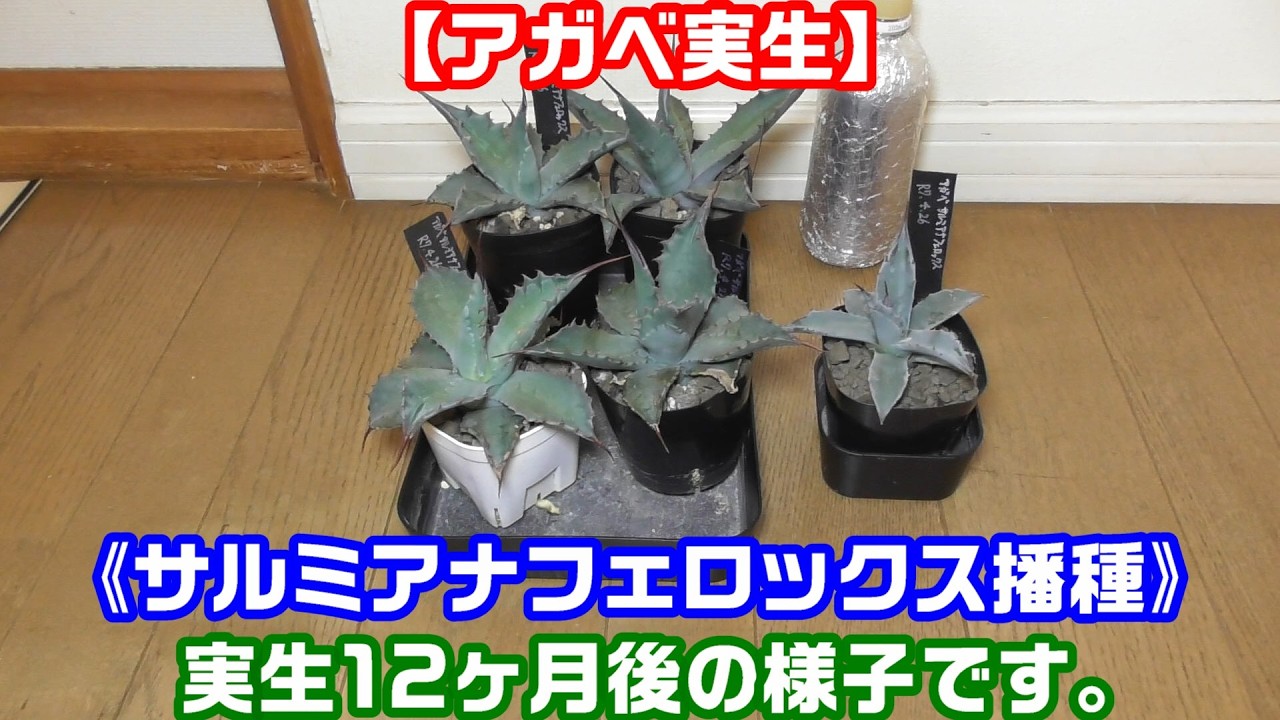 アガベ サルミアナフェロックス実生#13】《アガベの実生記録》播種から