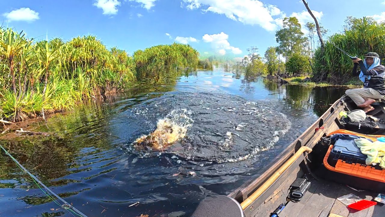 FULL ATTACK TOMAN‼️sambaran toman bertubi-tubi saat air sungai mulai surut