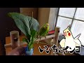 メヒシバ美味しいです！（保護施設からのお迎え2日目！）