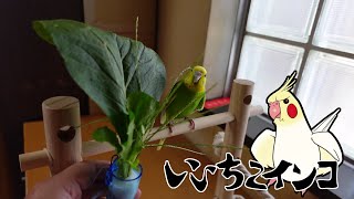 メヒシバ美味しいです!（9月15日・お迎え2日目の様子）