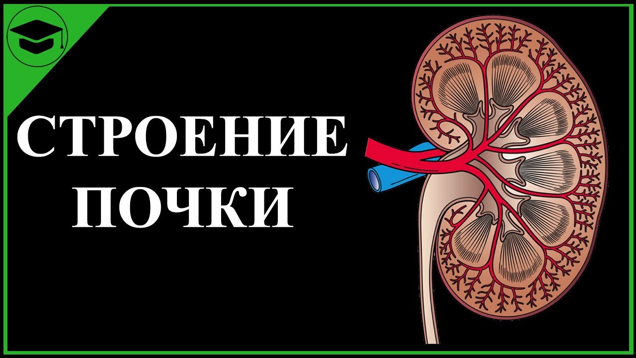 Строение ПОЧКИ ЕГЭ | Анатомия ПОЧКИ | Самое простое объяснение - YouTube