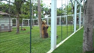 Urso Rebolation